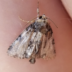Chytonix palliatricula