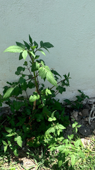 Cleome rutidosperma