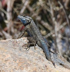 Sceloporus occidentalis becki