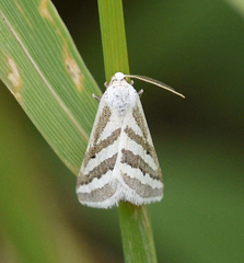 Euaspilates spinataria