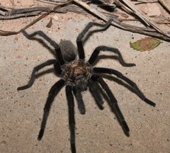 Aphonopelma armada
