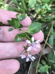 Angiospermae