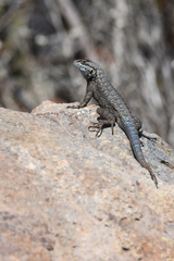 Sceloporus occidentalis becki