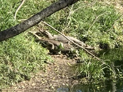 Caiman yacare