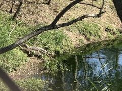 Caiman yacare