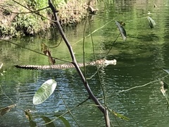 Caiman yacare
