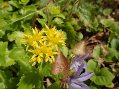 Phedimus kamtschaticus