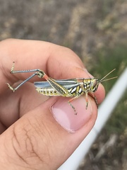 Hesperotettix viridis viridis