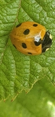 Coccinella septempunctata