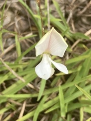 Tephrosia onobrychoides