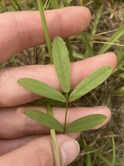 Tephrosia onobrychoides
