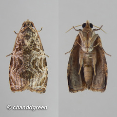 Phaecasiophora leechi