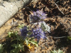 Eryngium dilatatum