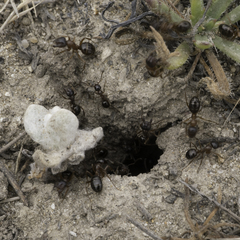 Formica subpolita