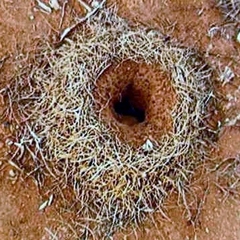 Polyrhachis macropus