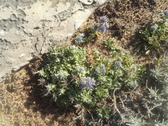 Eryngium dilatatum