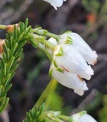 Erica physodes