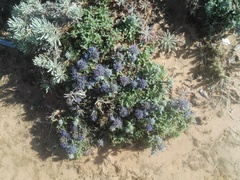 Eryngium dilatatum