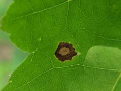 Acericecis ocellaris