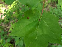 Acericecis ocellaris
