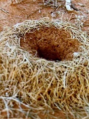 Polyrhachis macropus