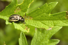 Zygogramma malvae