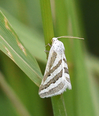 Euaspilates spinataria