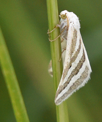 Euaspilates spinataria