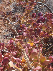 Tetraena retrofracta