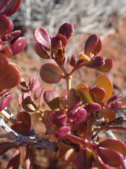 Tetraena retrofracta