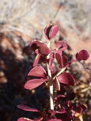 Tetraena retrofracta