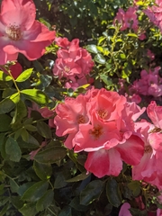 Rosa pisocarpa
