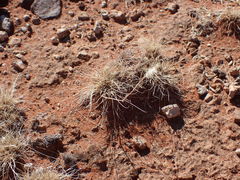 Enneapogon desvauxii