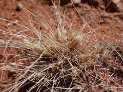 Enneapogon desvauxii