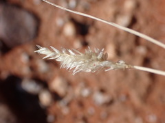 Enneapogon desvauxii