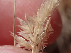 Enneapogon desvauxii