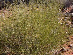 Justicia divaricata