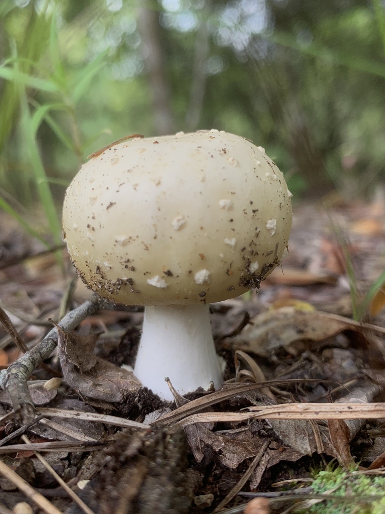 Brown American Star-footed Amanita from Lick Creek Nature Center ...