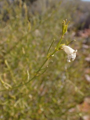 Justicia divaricata