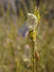 Justicia divaricata