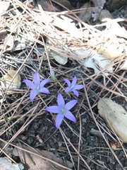 Campanula rapunculus