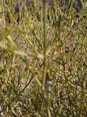 Justicia divaricata
