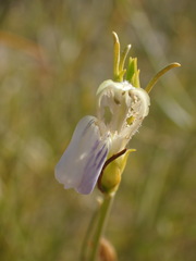 Justicia divaricata