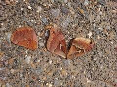 Callosamia angulifera