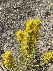 Castilleja flava flava
