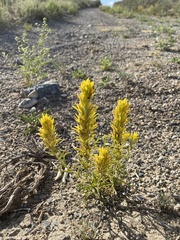 Castilleja flava flava
