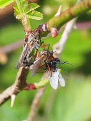 Empis opaca