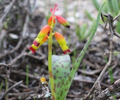 Lachenalia quadricolor