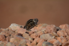 Atlantoxerus getulus