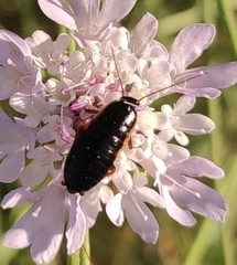 Loboptera canariensis